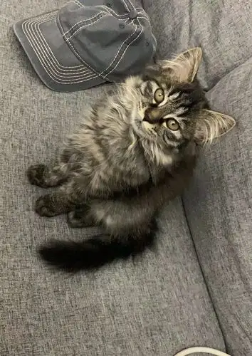 缅因串串母猫找男朋友6个月发情了帮她找个男朋友