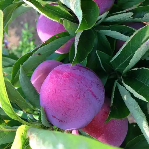 新品种三华李子苗三华李子苗价格多少