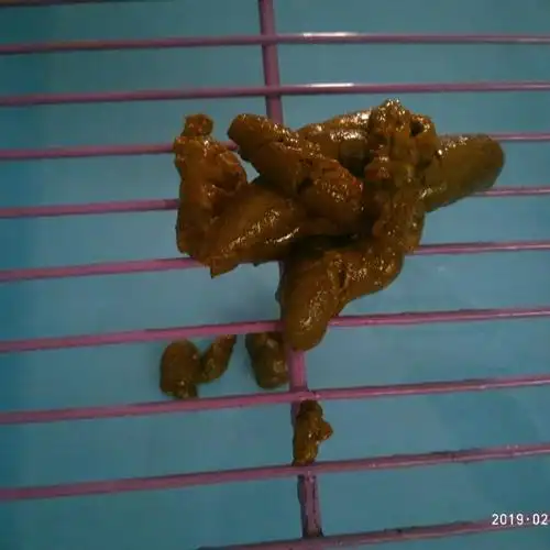 这一篇图全是狗屎!慎点! 四天两个半月狗狗战胜肠炎!