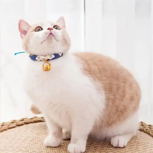 猫咪项圈米妮可爱猫铃铛日本和风猫项链猫咪用品宠物项圈狗狗项圈猫圈