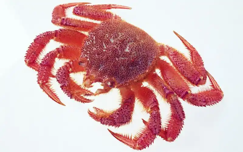 螃蟹食材图片,高清图片,电脑桌面-壁纸族