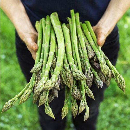 【芦笋种籽】绿色蔬菜种子籽四季高产简单易种庭院阳台盆栽蔬菜籽