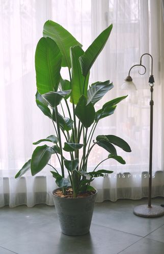 physis尼古拉天堂鸟鹤望兰室内高档观叶盆栽盆栽美观好养大型绿植