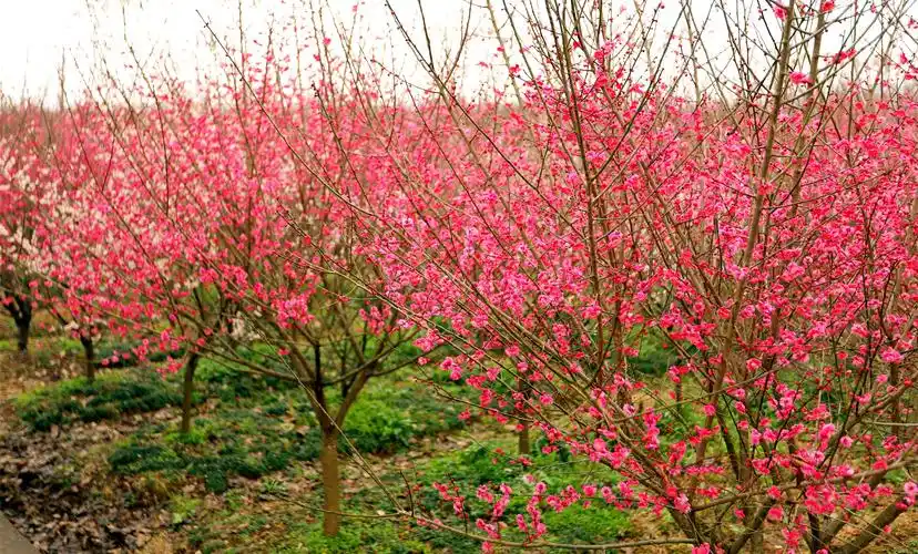 湖北夷陵:红梅闹春,喜庆元宵!第二届青龙村红梅文化节今日"火红"开幕!