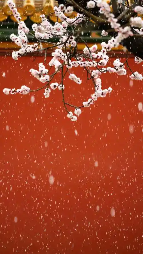 故宫博物院宫墙桃花芳菲唯美朱红宫阙