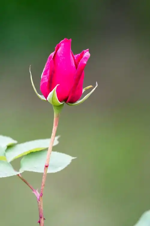 1500_2250竖版 竖屏