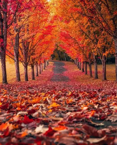 立秋##红叶##秋天##枫叶红了##美国