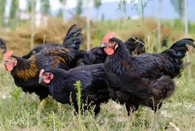 五黑鸡又名明代黑毛乌骨鸡,现有1300多年的养殖历史.