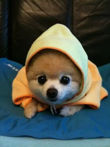 【bt】搞笑动物之萌狗狗的萌图大全