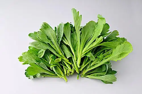 新鲜茼蒿图片_新鲜茼蒿图片大全_新鲜茼蒿图片素材