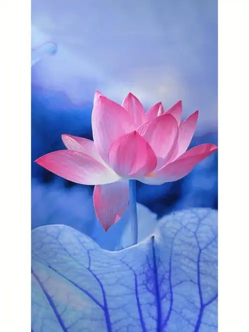 据说荷花的开放寓意着会有好事发生  不管你写下什么都会实现" 拿莲花