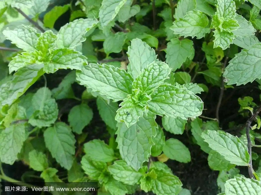 花园里的薄荷树
