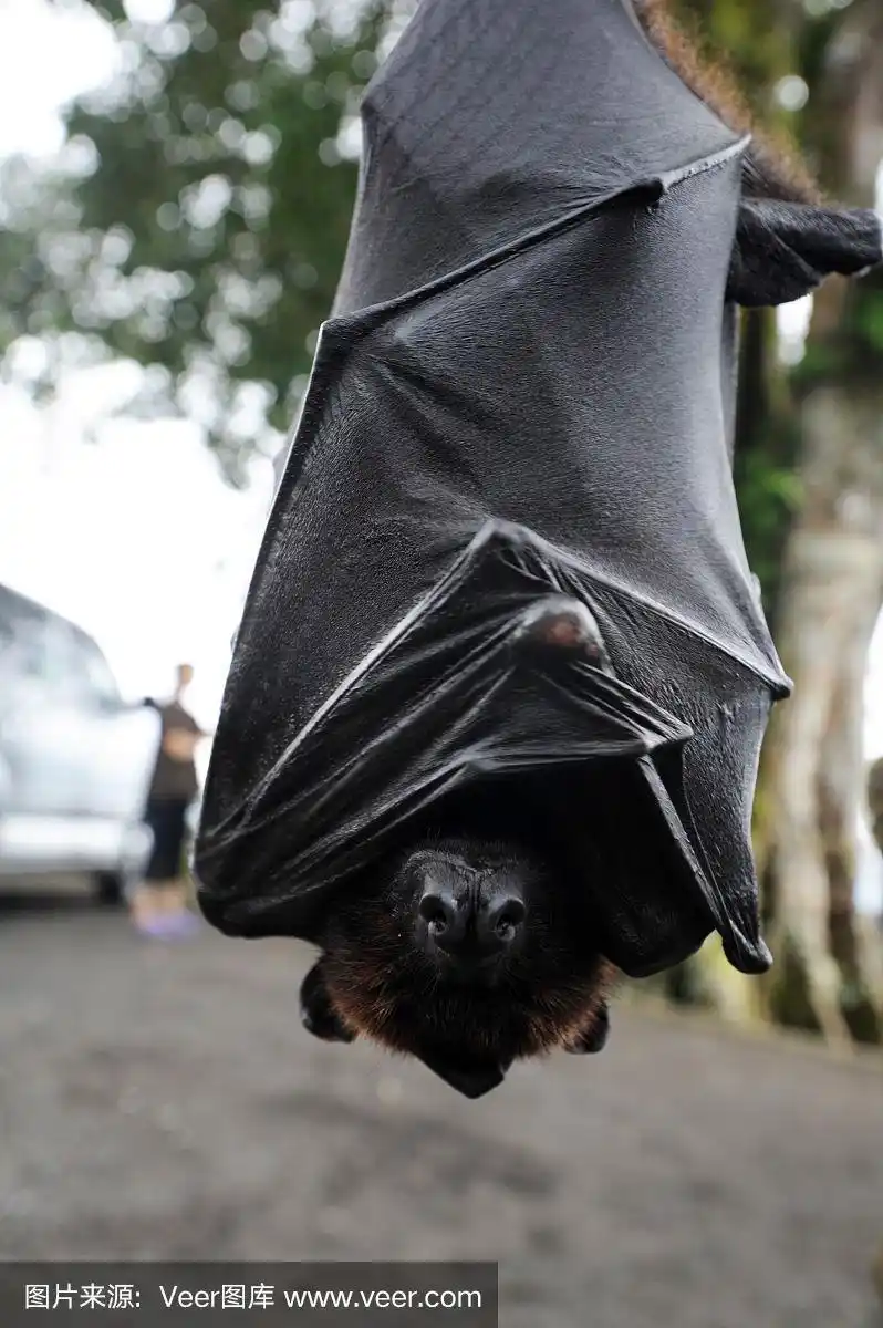 普特洛普斯巨马蝙蝠