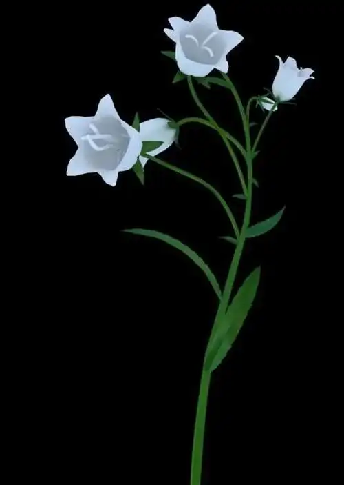 唯美黑底意境图片