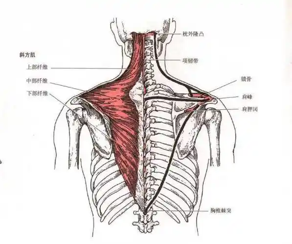 肌肉功能解剖斜方肌