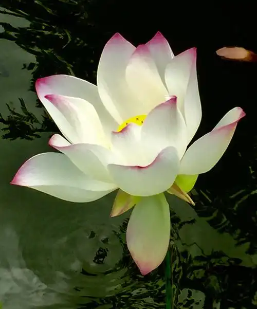 莲花,清净无语,无语中开出一枝禅意,清寂且安然.