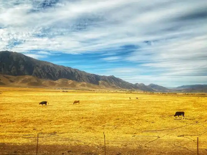 托海的牧羊人》让我对可可托海充满憧憬,想着2021年秋季一定要打卡!