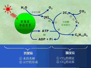 光反应阶段