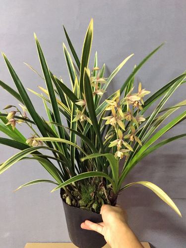 浓香黄金彩虹金边叶艺四季建兰开花多发发芽率时令草本花卉