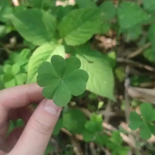 四叶草在未来唯美盛开,现在只要你做我的花海~#四叶草  #幸运