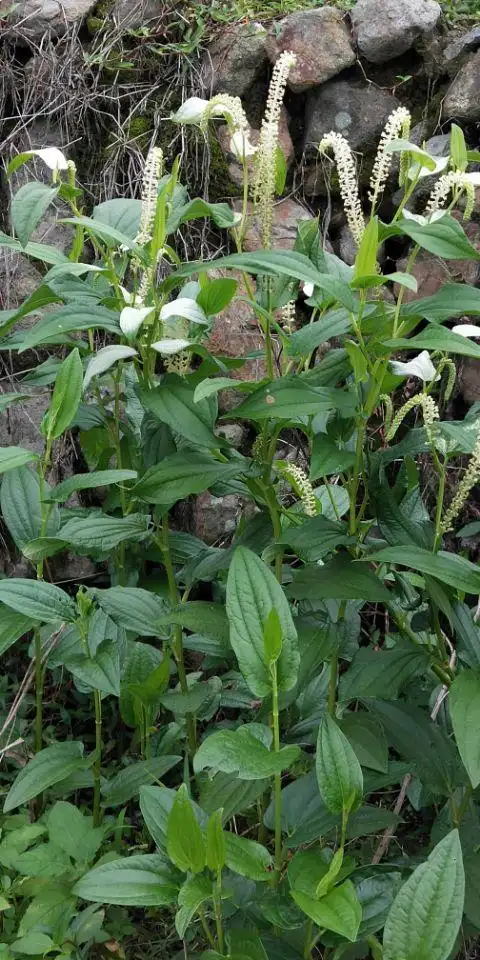是否觉得很惊讶震撼呢,是的,三白草就是这么神奇的一株草,它内服治尿
