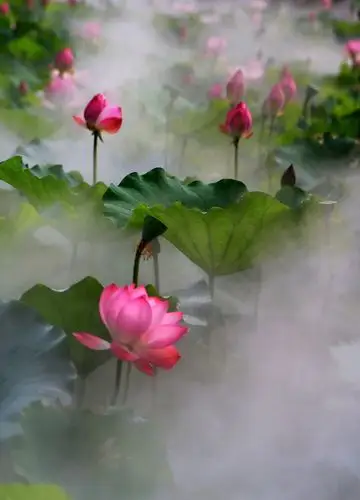 荷花仙境 - 美篇