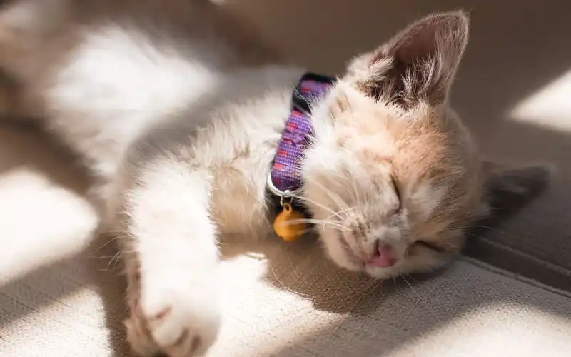 猫咪有毛不怕冷?冬季防寒有误区,保暖不光是穿衣