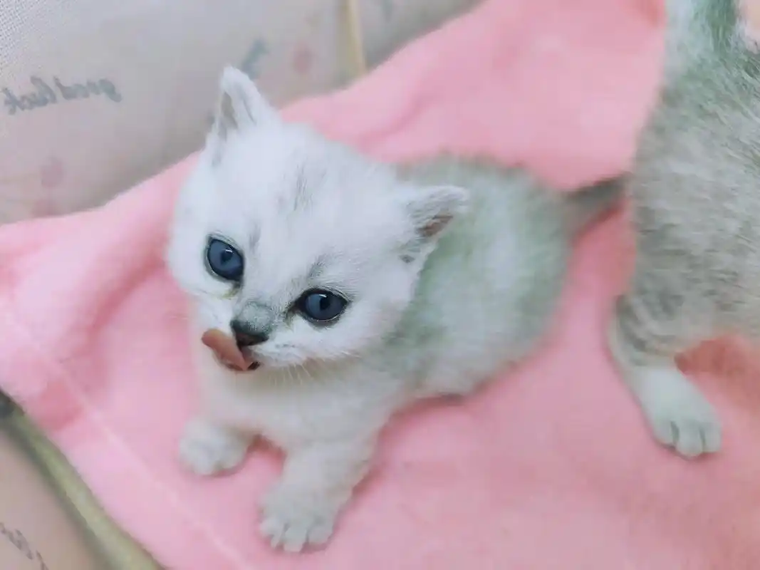 英国短毛猫银渐层宝宝矮脚短腿猫