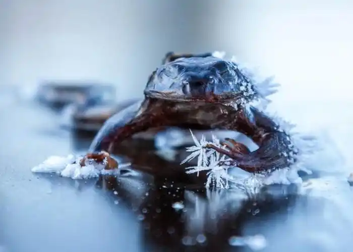 4,青蛙所有种类的蛇都会冬眠,当环境温度低于15℃时,蛇就会进入冬眠