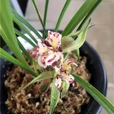 春兰-盛世牡丹前垄3苗2花 - 中国兰花交易网