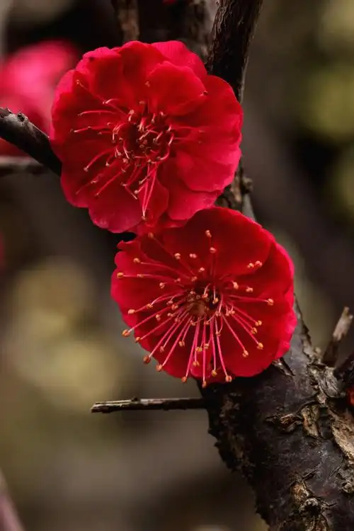 《梅花赞》---2018年梅花拍摄记录.严焕文摄影