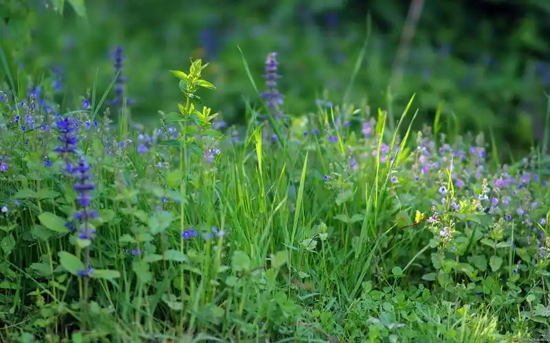 春天的气息,高清图片,电脑桌面-壁纸族