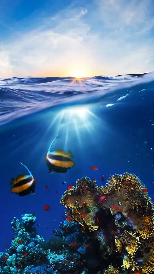 好看的观赏鱼壁纸,总有一张适合你!