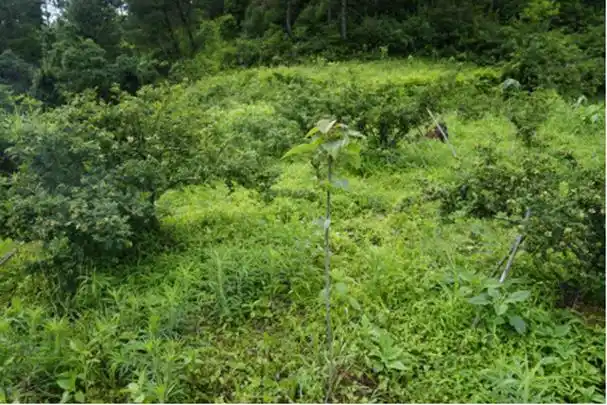 贵定昌明镇:千亩"两园"套种山桐子长势蓬勃