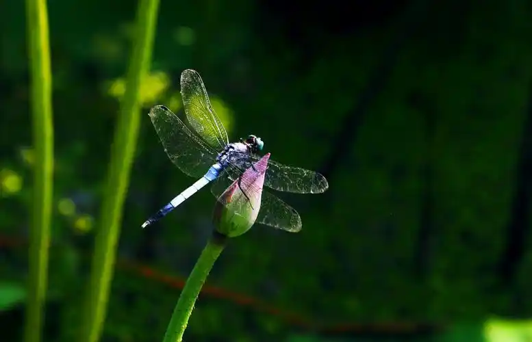 7.24.木鱼山庄,拍蜻蜓与荷花