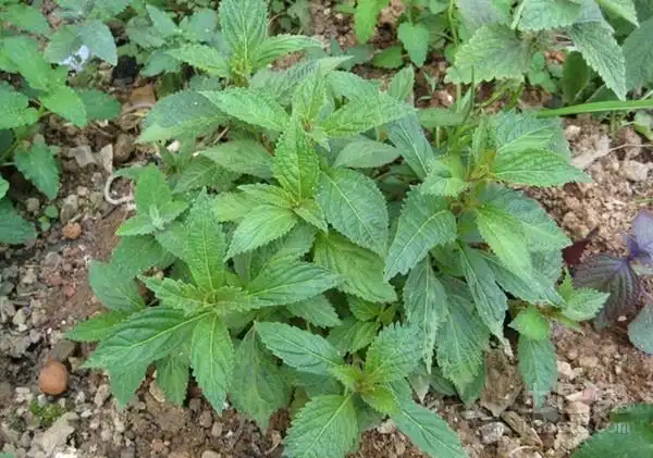 香茶菜图片欣赏及种植技术介绍