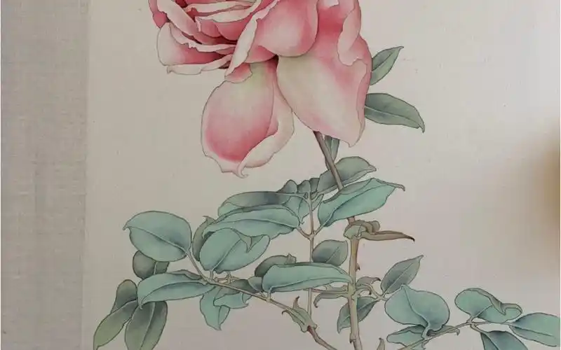 月季的工笔画