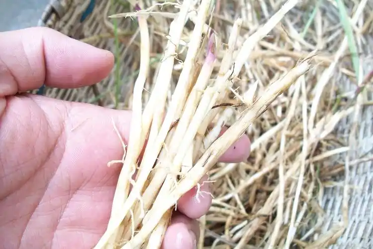 天然新鲜白茅根 野生白茅 茅草根 竹蔗清热止血现挖中药材坚草根