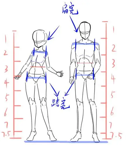 2,男女性身体的区别
