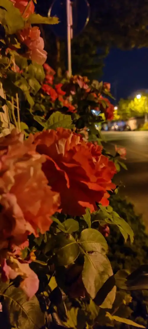 感觉晚上拍的照片还挺好看的 - oneplus 8 系列 - 一加手机社区官方