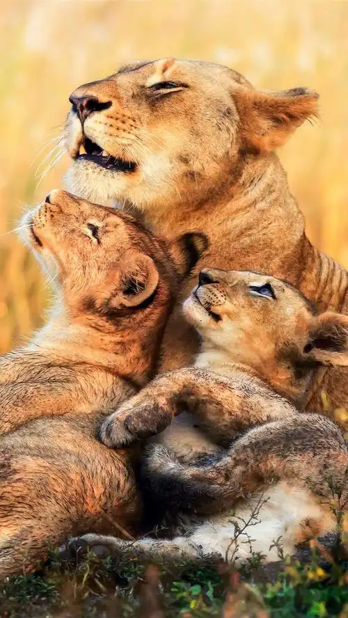 壁纸 狮子,母狮,幼崽,非洲 2560x1920 hd 高清壁纸, 图片, 照片