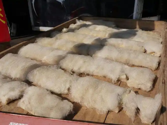 抹香鲸的相册-黄山&宏村