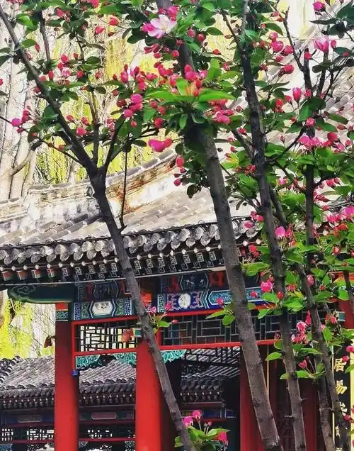 现场直拍荣国府的西府海棠开了