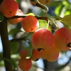 结果海棠树果树