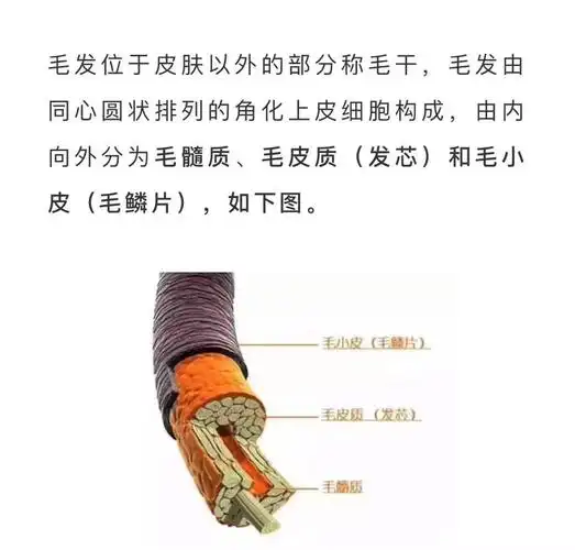*先看一下我们毛发的结构