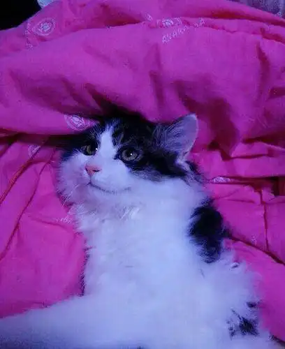 a字脸波斯4个月求下一任家长—杭州波斯猫