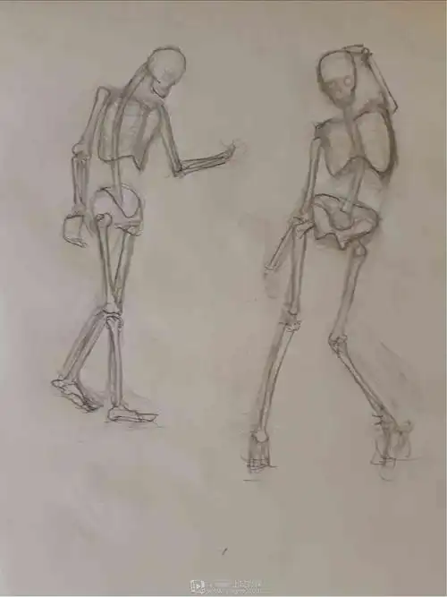 rh-7-117 六花 标骨骼—人体骨骼绘画入门训练