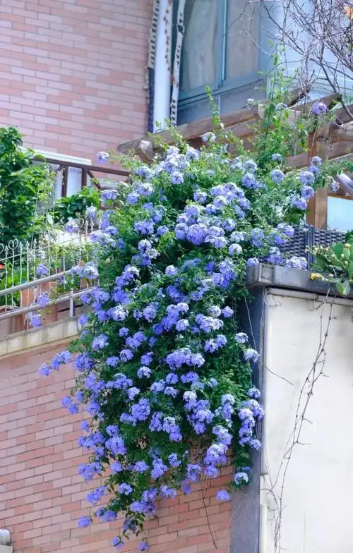 发现一25岁姑娘,因为"梦幻花园"而走红,美到极致,不可复制