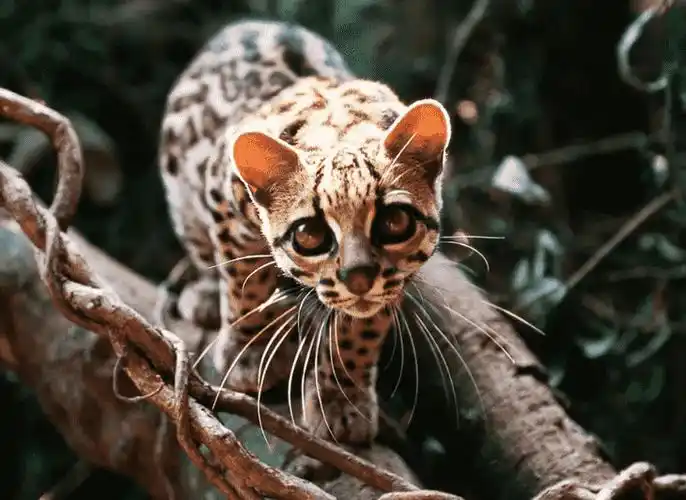 图片[13]-全球十大最萌动物(10全球最可爱的动物)-萌草酱