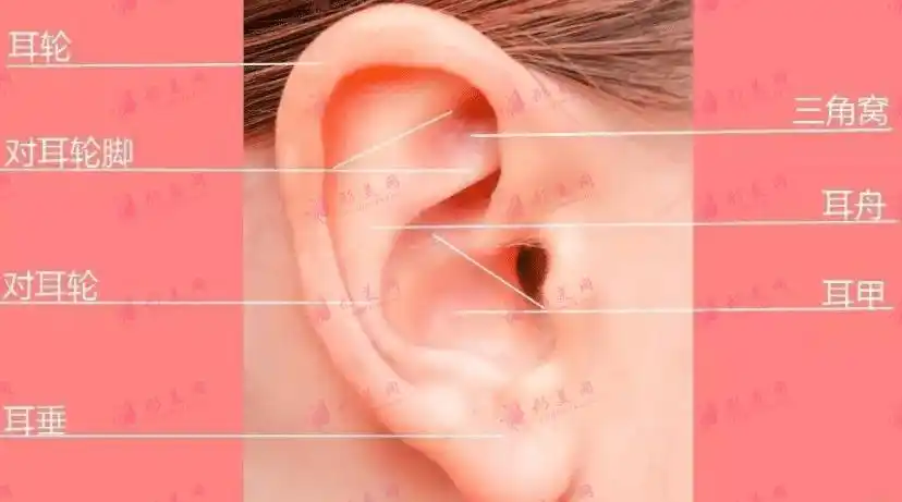 正常耳朵